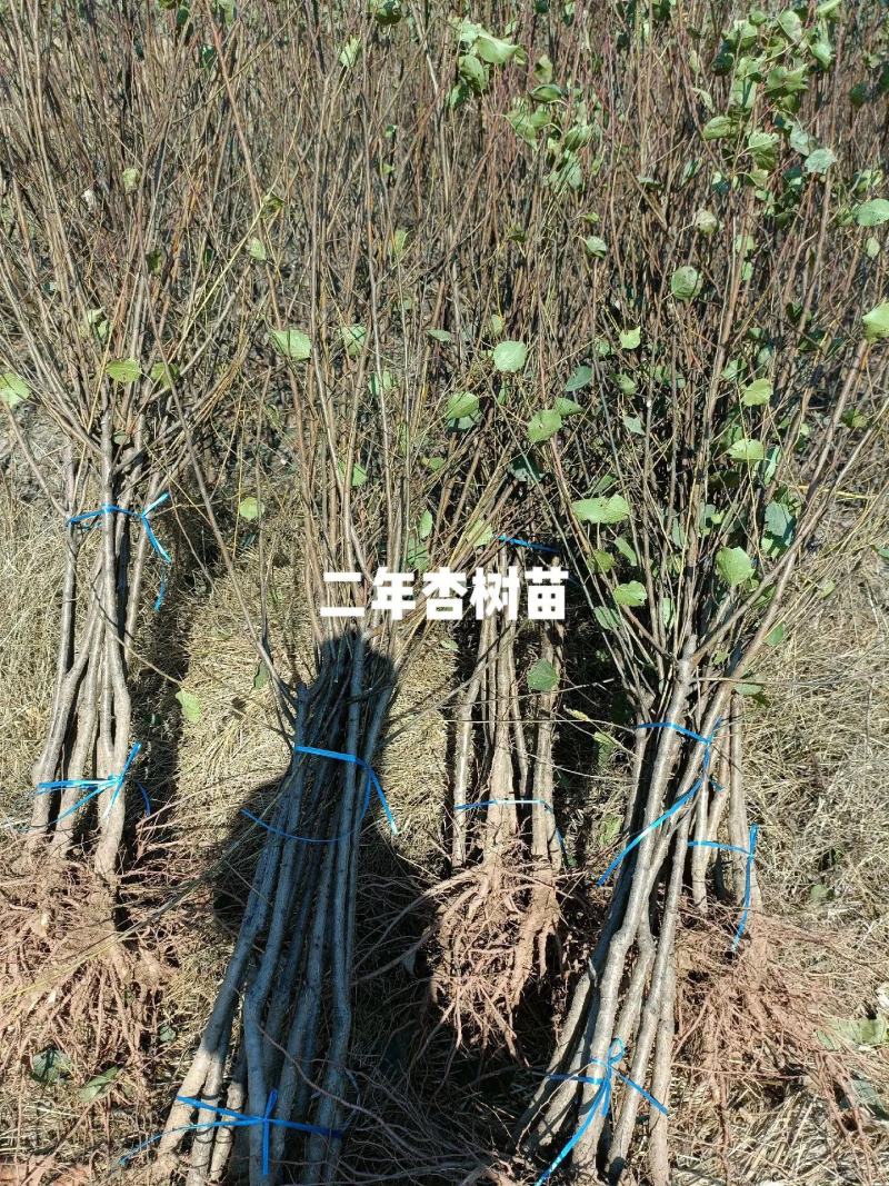 杏树苗嫁接苗现挖现卖苗木基地直发品种纯正