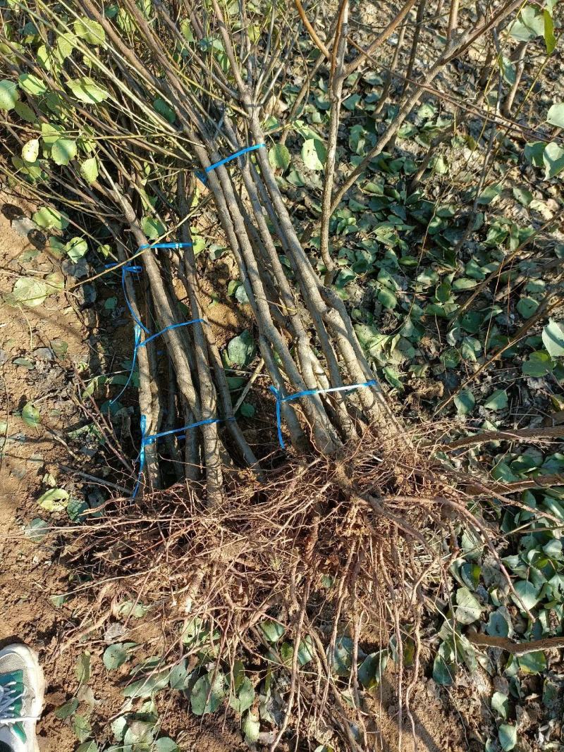 杏树苗嫁接苗现挖现卖苗木基地直发品种纯正