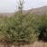 云杉苗规格齐全品种纯种防沙护林苗基地批发低价