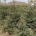 云杉苗规格齐全品种纯种防沙护林苗基地批发低价