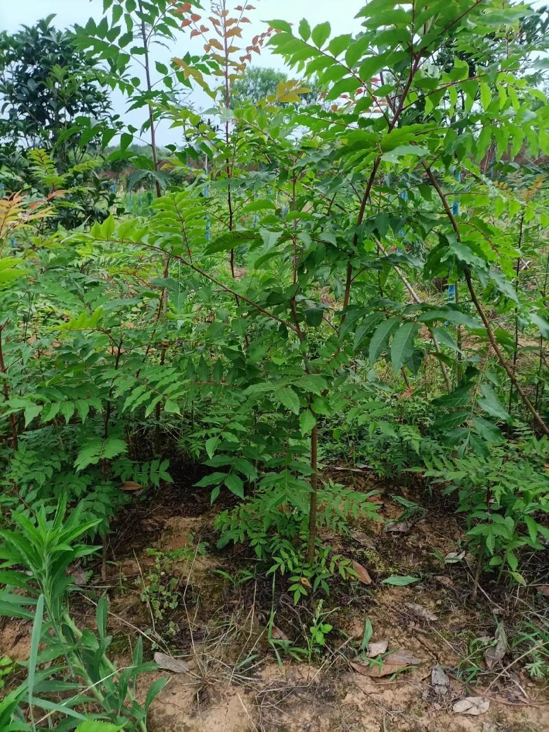 黄连木树苗规格齐全1-15公分大量现货工程苗精品苗