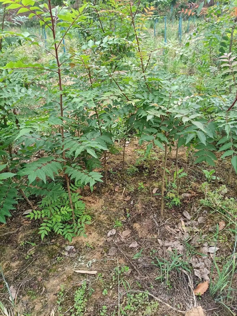 黄连木树苗规格齐全1-15公分大量现货工程苗精品苗