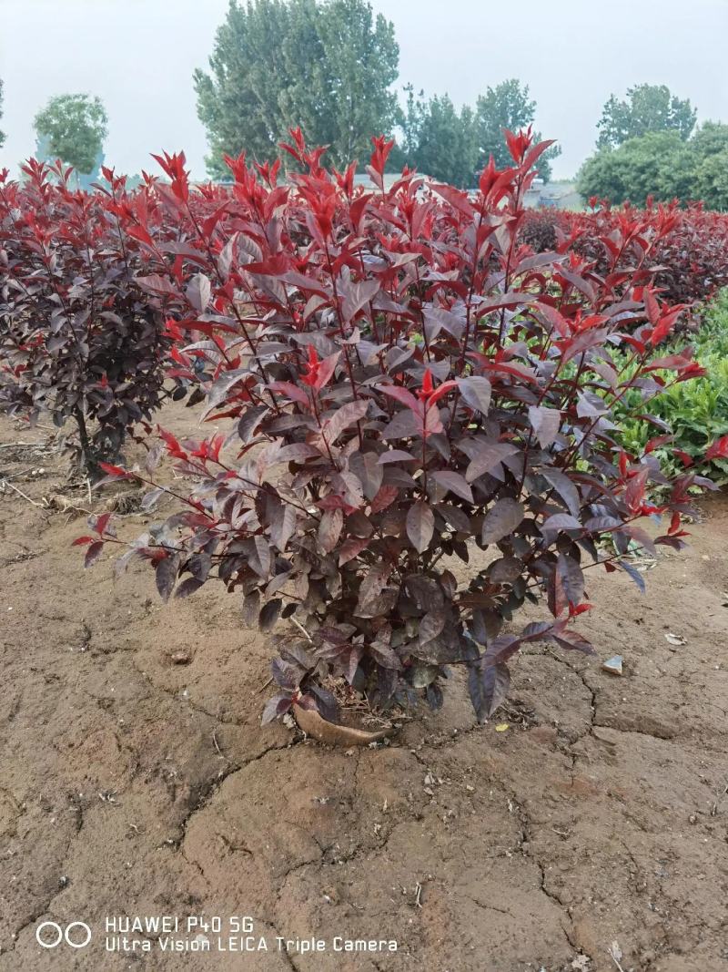 紫叶矮樱苗矮樱花大量批发出售优质苗低价