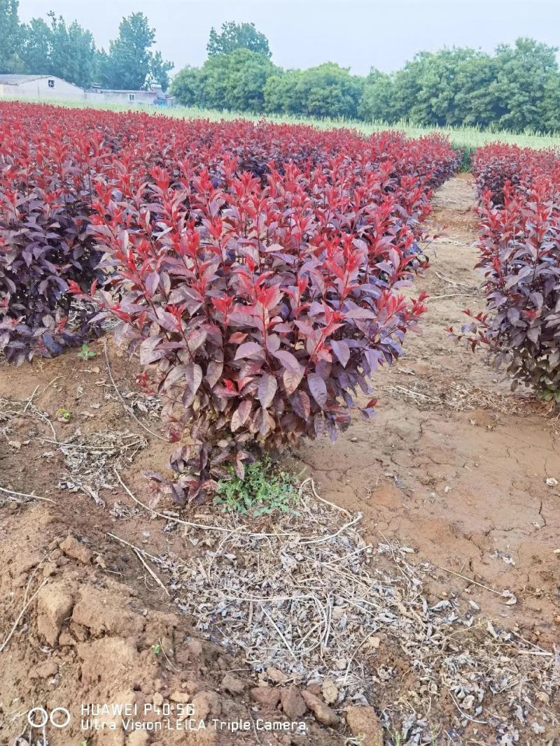 紫叶矮樱苗矮樱花大量批发出售优质苗低价