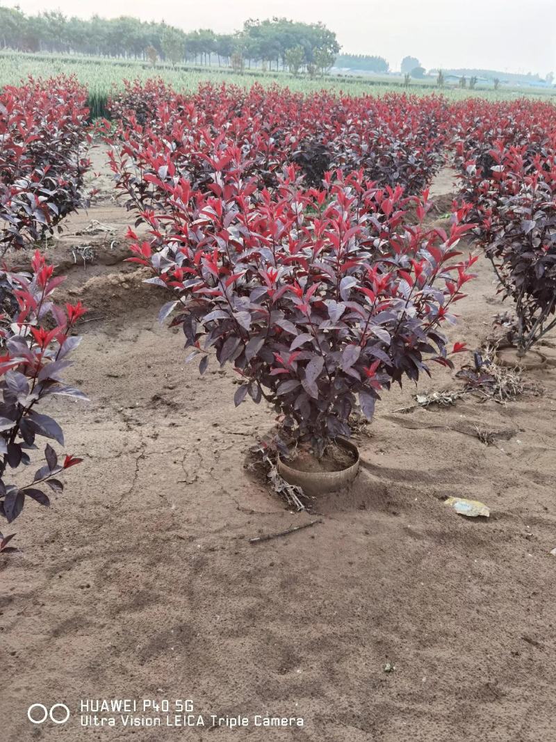 紫叶矮樱苗矮樱花大量批发出售优质苗低价