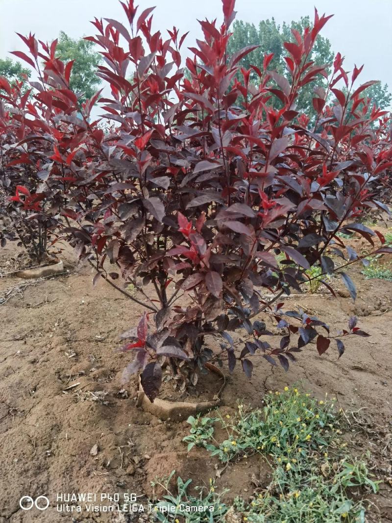 紫叶矮樱苗矮樱花大量批发出售优质苗低价