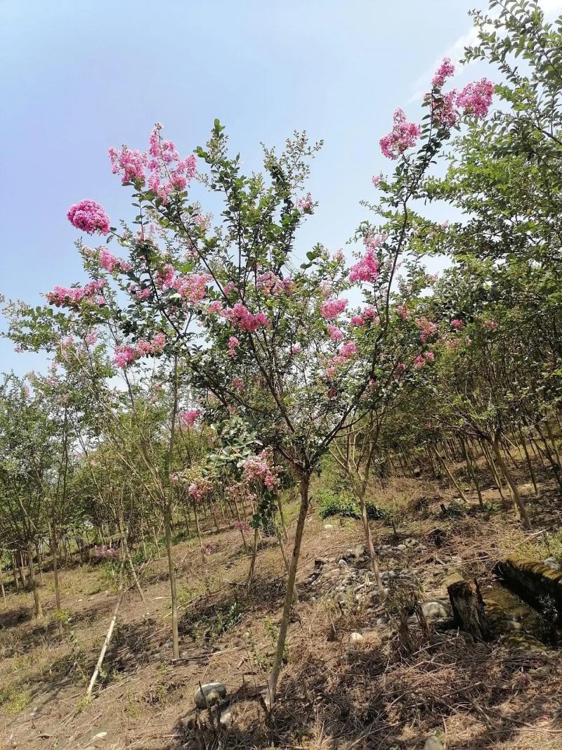 紫薇苗高杆紫薇3公分5公分8公分12公分15公分