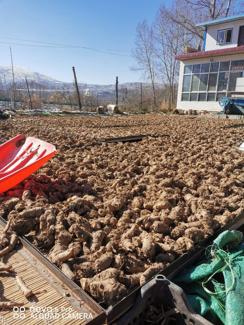 健康当归货源充足正品保障随时可聊