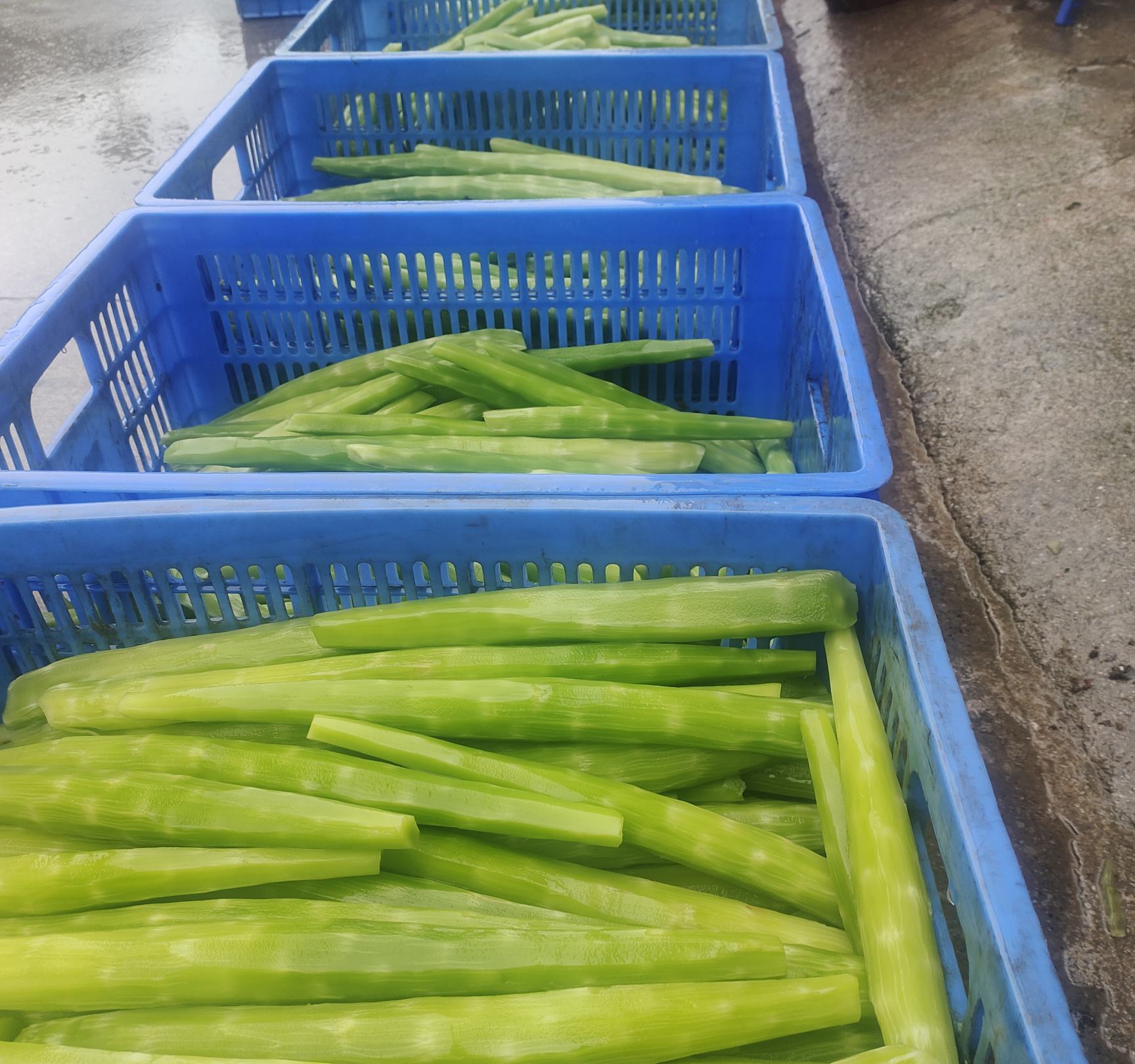 超市货架上摆放整齐的新鲜莴苣供消费者选购