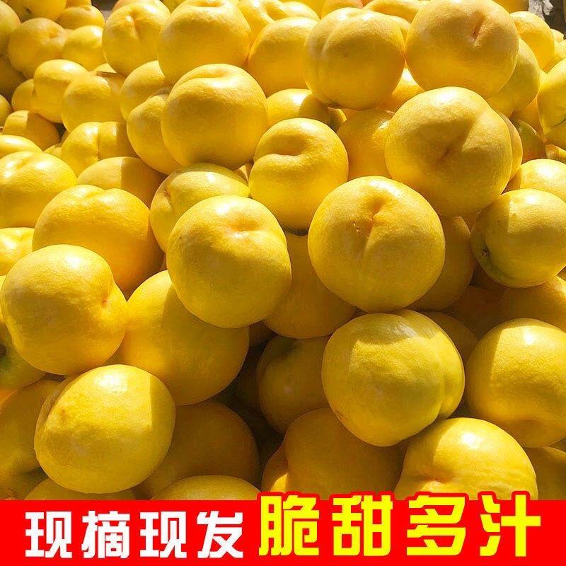 河北唐山黄油桃现货供应，价格优惠基地发货欢迎电联