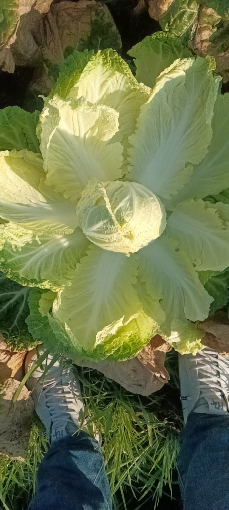 大量出货精品大白菜，3到5斤左右好货，货源充足
