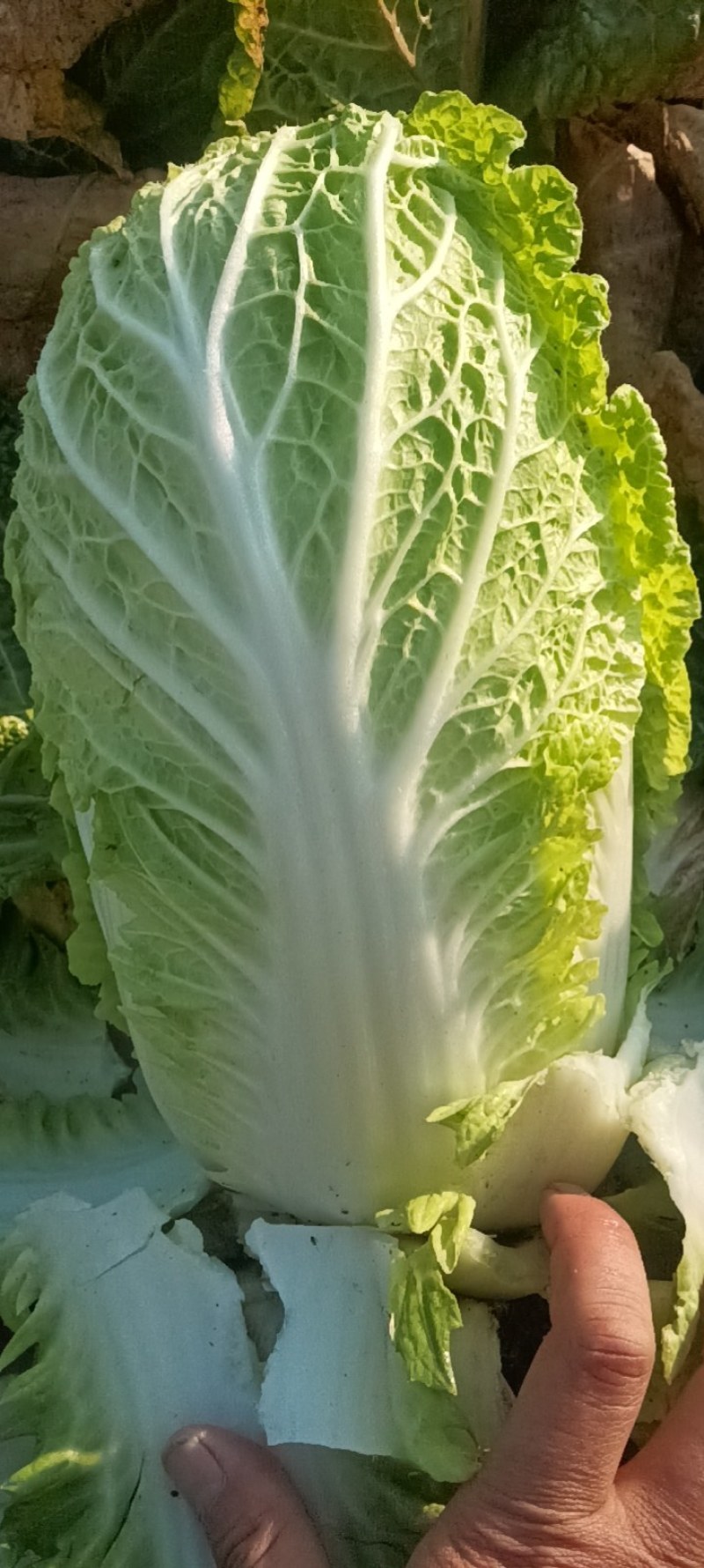 大量出货精品大白菜，3到5斤左右好货，货源充足