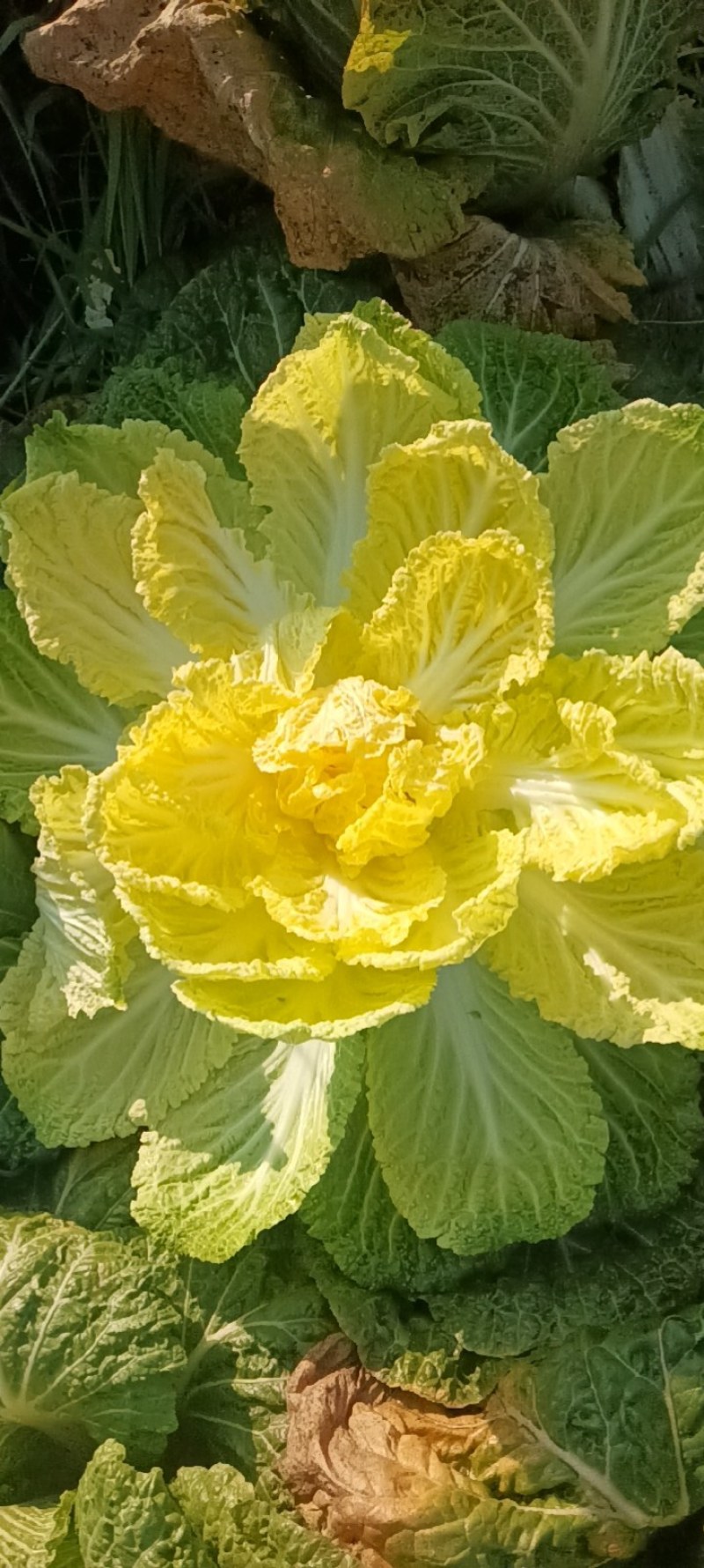 大量出货精品大白菜，3到5斤左右好货，货源充足