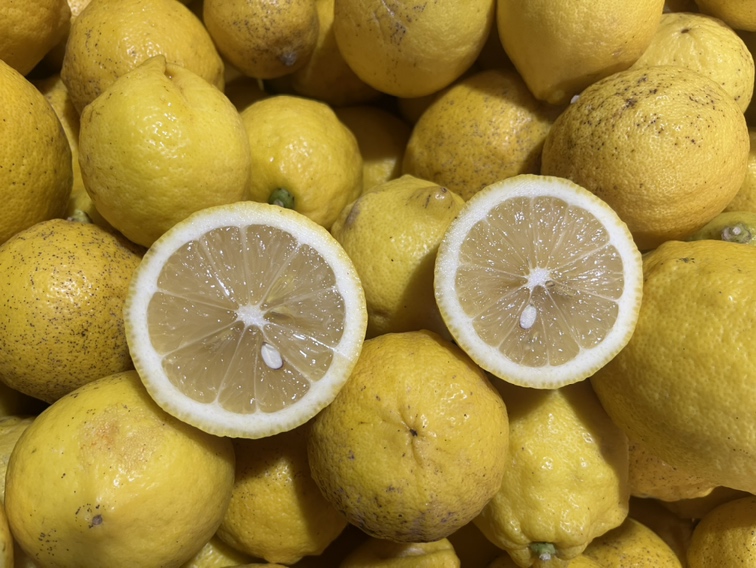 柠檬果实在阳光下