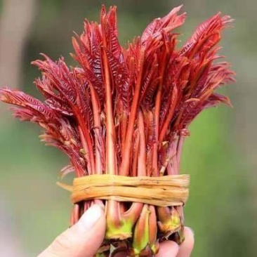 代收大竹红油香椿芽