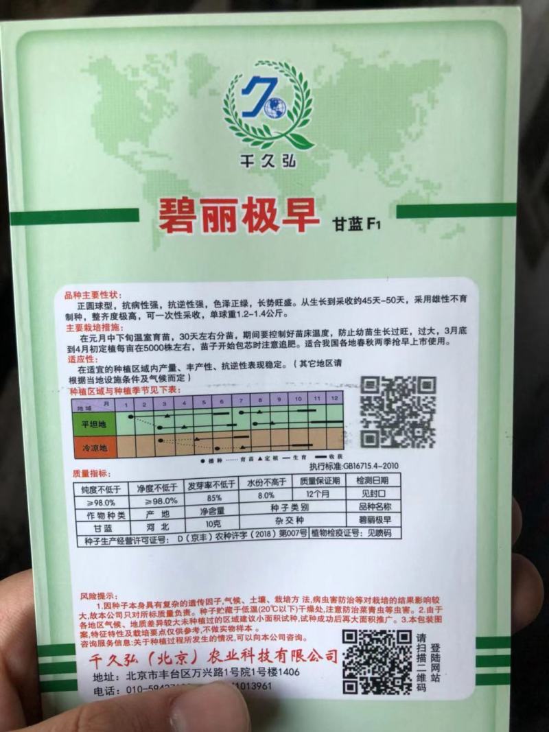 碧丽极早早熟甘蓝种子叶片肥厚绿高产抗病早熟甘蓝首