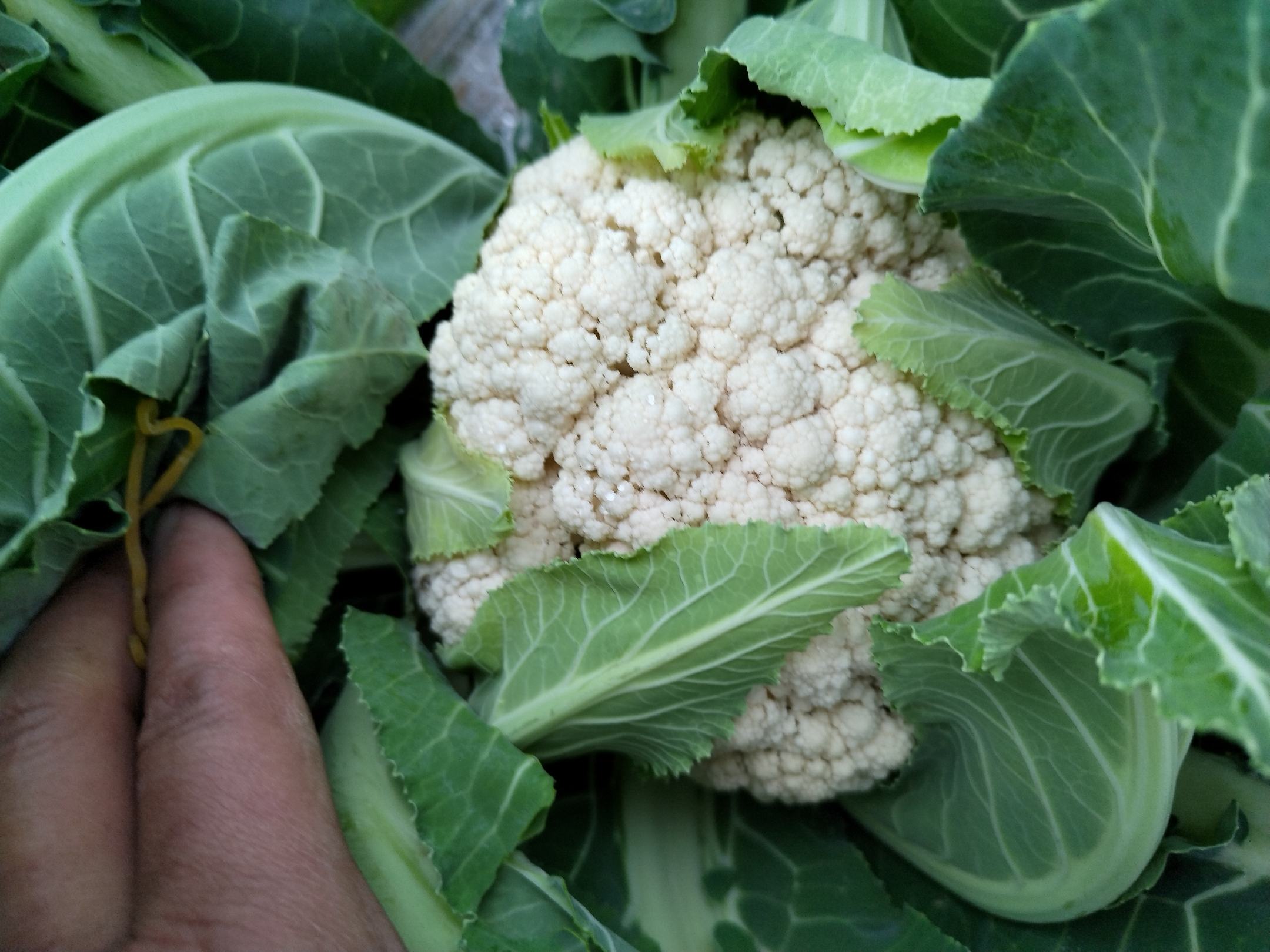 图中展示新鲜洁白的菜花与发绿菜花的对比,帮助读者直观了解现象差异 菜花发绿与正常菜花对比图