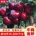 矮化樱桃苗俄罗斯八号苗品种保证规格齐全包成活提供技术指导