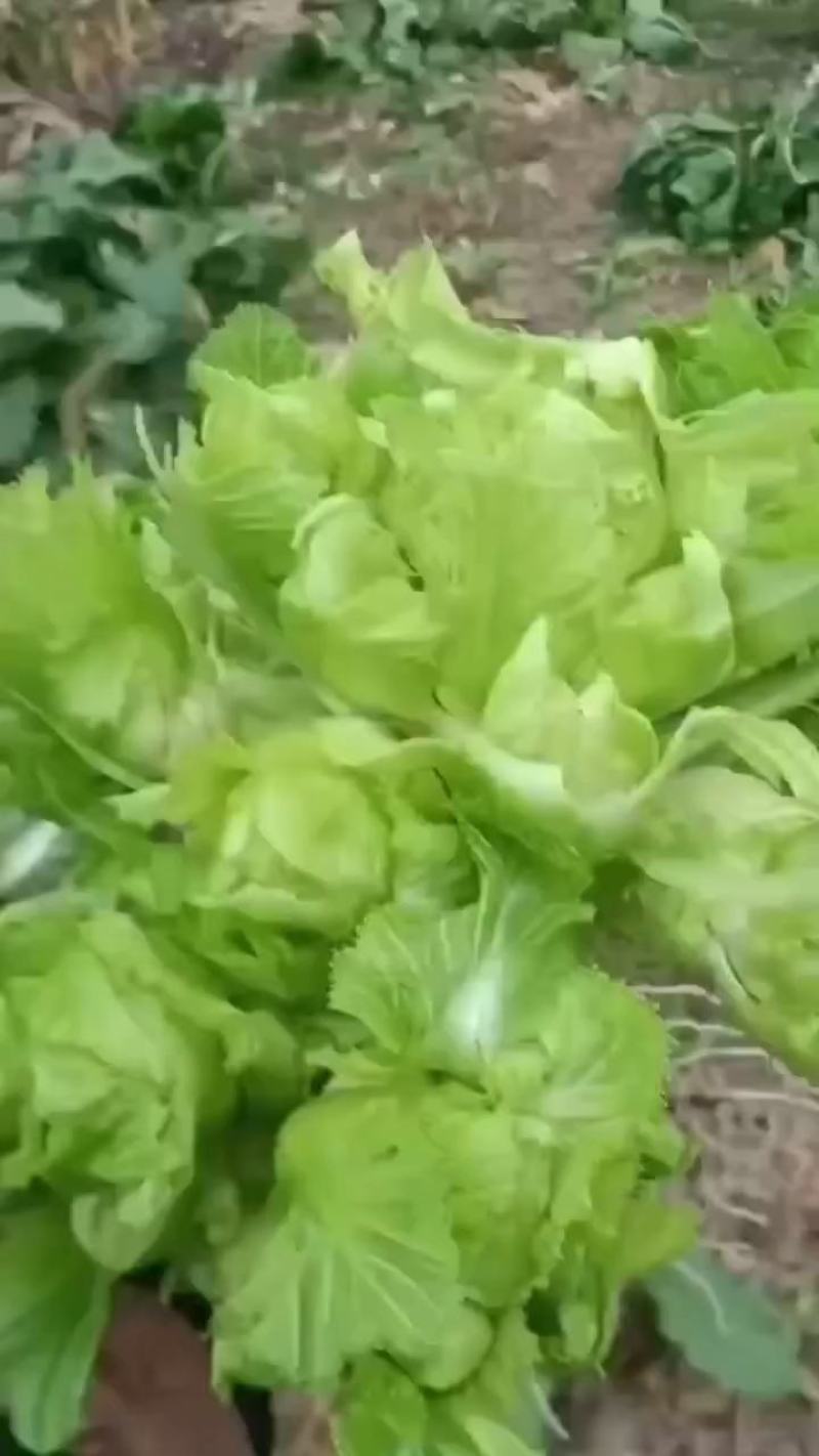 儿菜