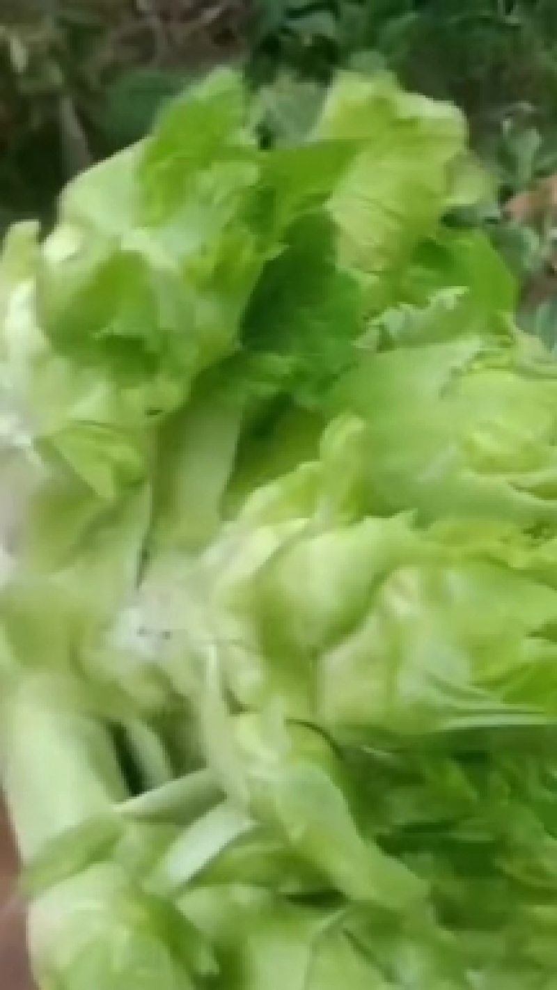 儿菜