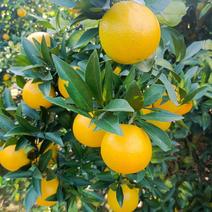 【多规格可选】红江橙橙子大量上市全国发货欢迎实地