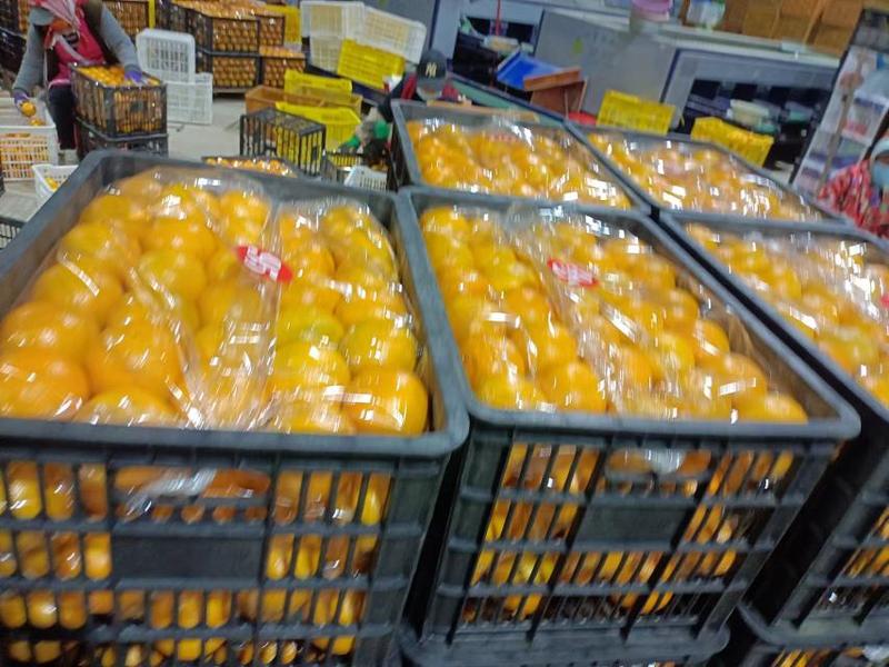 【多规格可选】红江橙橙子大量上市全国发货欢迎实地看货