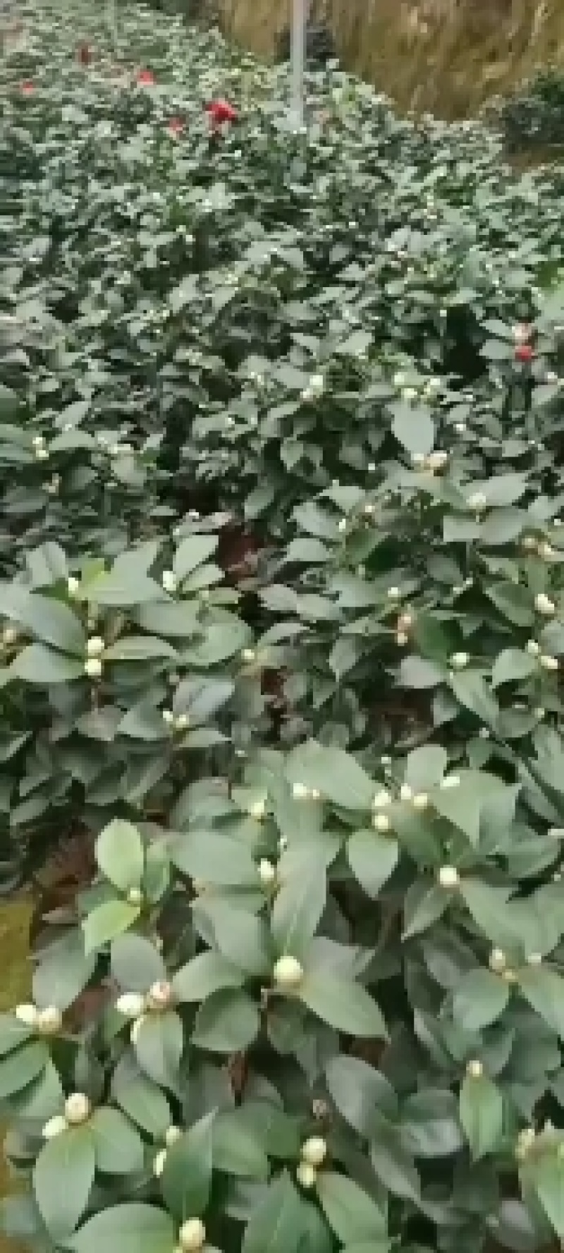 红赤丹茶花福建龙岩基地直发规格齐全价格优惠欢迎咨询！