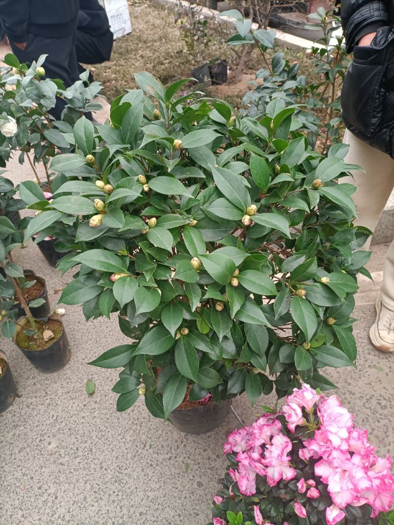 红赤丹茶花福建龙岩基地直发规格齐全价格优惠欢迎咨询！