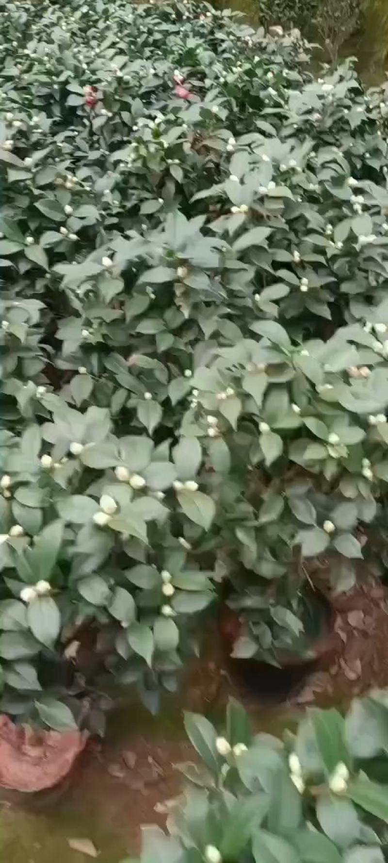 红赤丹茶花福建龙岩基地直发规格齐全价格优惠欢迎咨询！