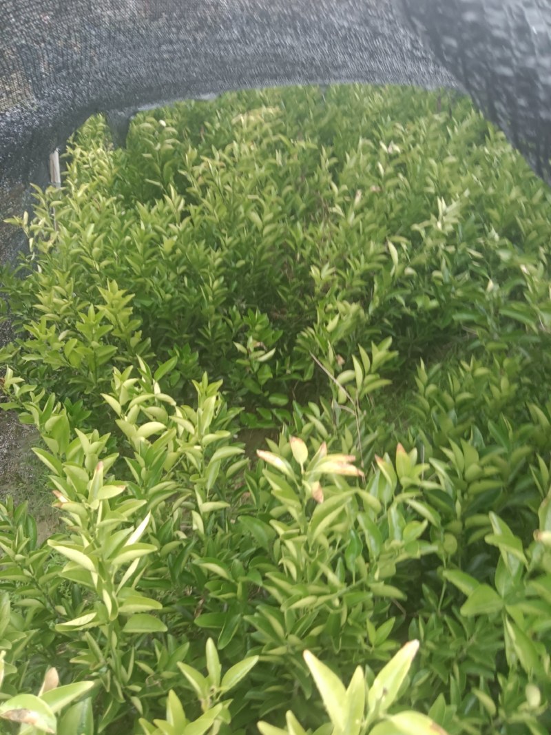 药用枳壳苗，品质保证，产地直发，欢迎来电咨询