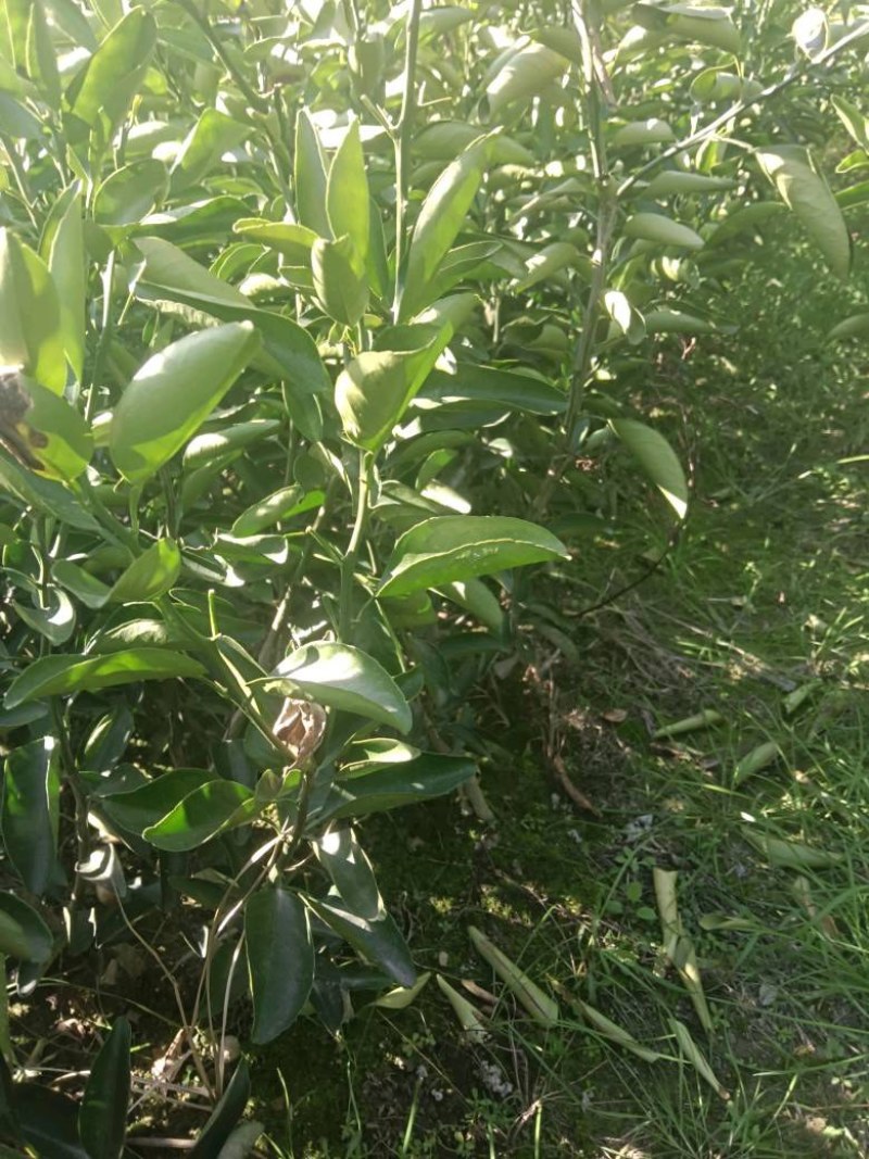 药用枳壳苗，品质保证，产地直发，欢迎来电咨询