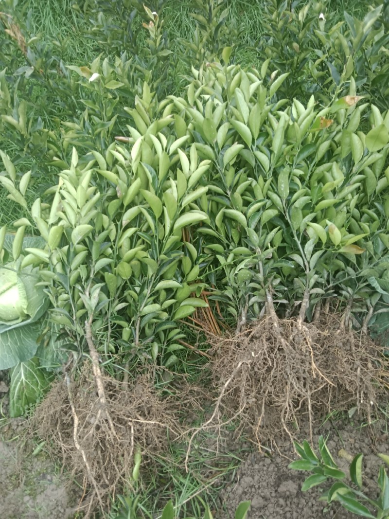 药用枳壳苗，品质保证，产地直发，欢迎来电咨询