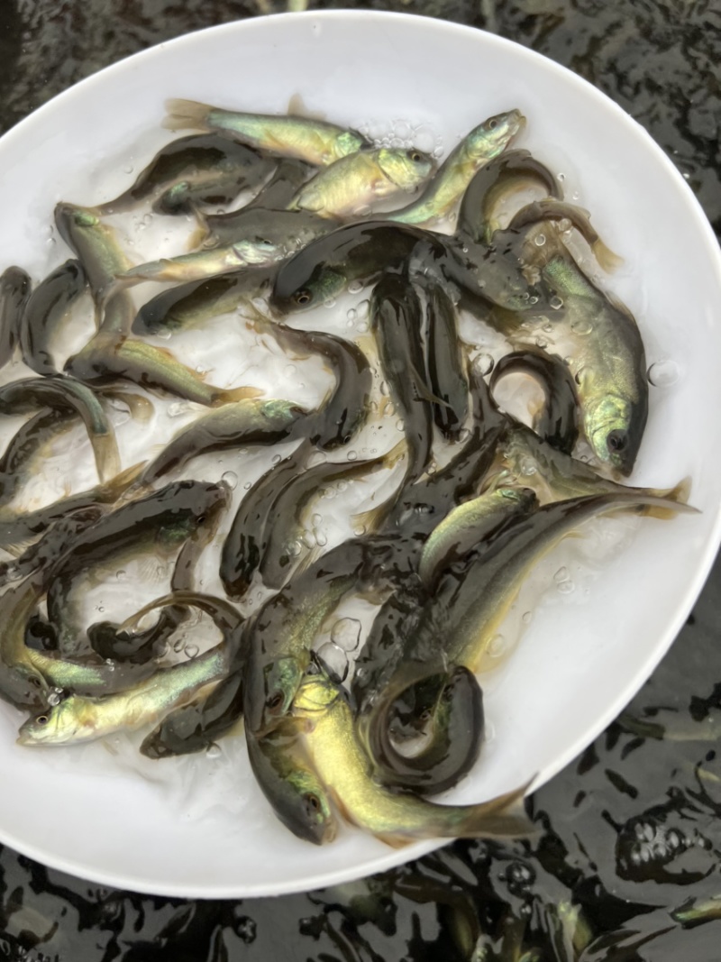 丁桂鱼苗，鱼苗抗病力强。全程技术指导跟踪到位！
