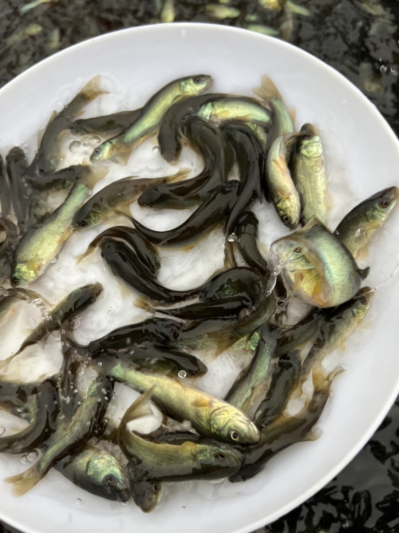 丁桂鱼苗，鱼苗抗病力强。全程技术指导跟踪到位！