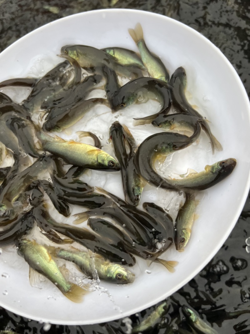 丁桂鱼苗，鱼苗抗病力强。全程技术指导跟踪到位！