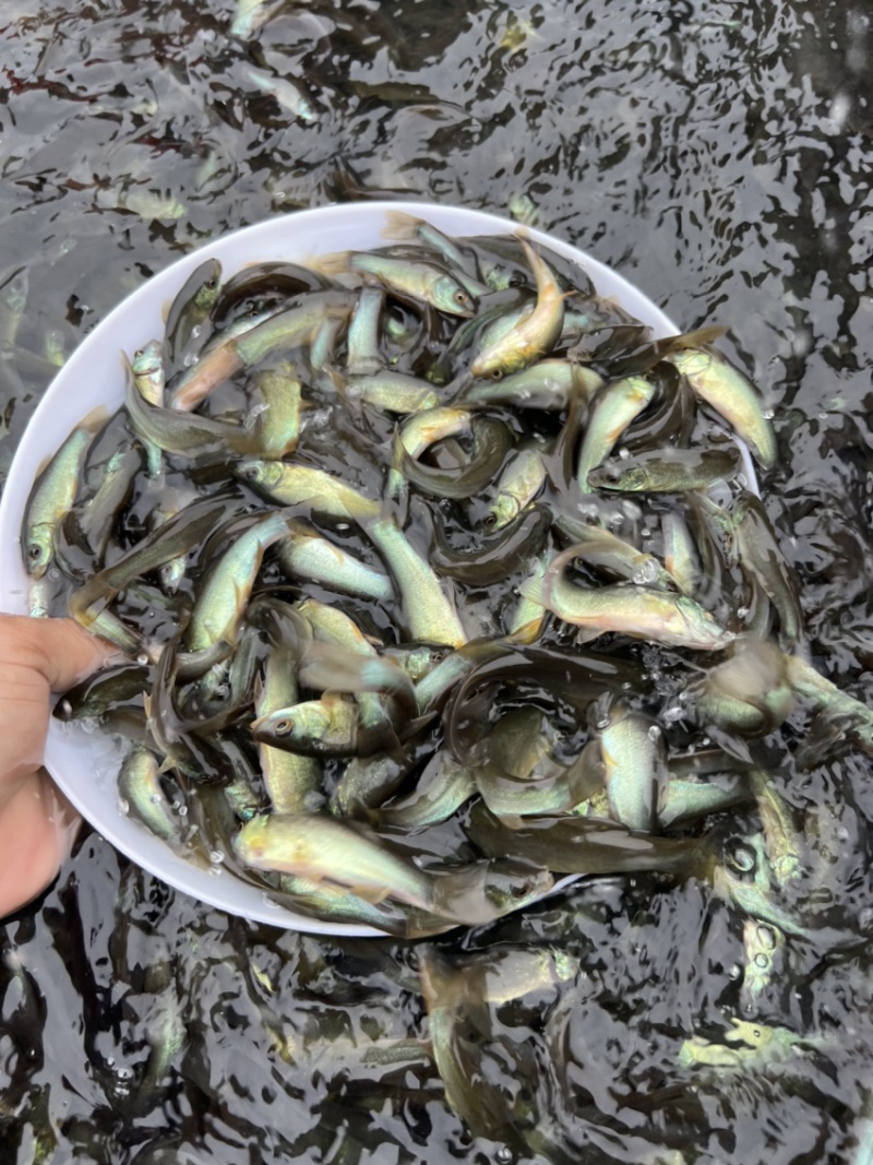 丁桂鱼苗，鱼苗抗病力强。全程技术指导跟踪到位！