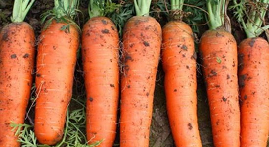 地萝卜成熟特征图