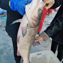 黑龙江花鲢鱼优质水产口感肥美物美价廉欢迎来电
