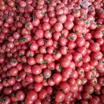 山东淄博硬粉西红柿产地直供价格美丽支持视频