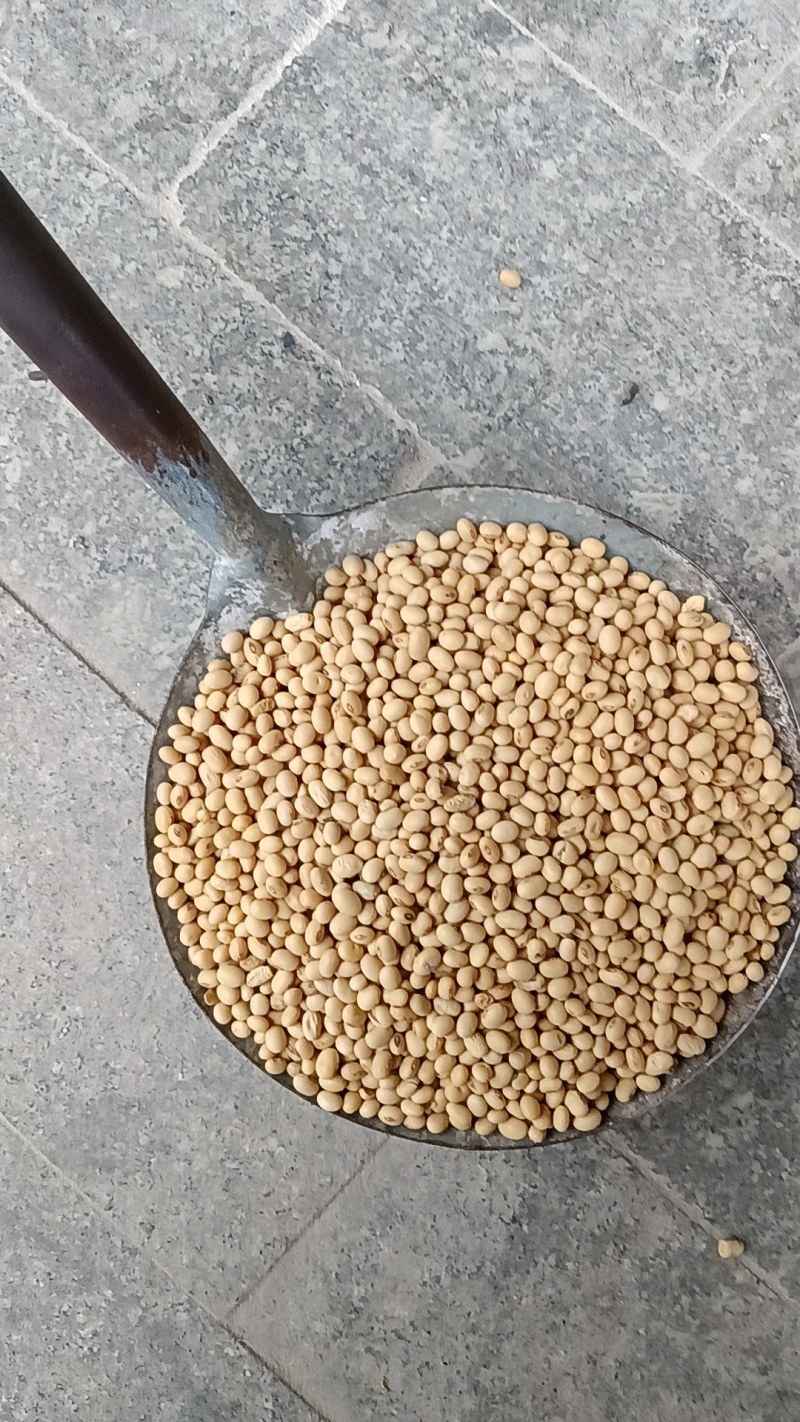 五月黄豆，是我的家乡品种，产量高，质量好，是加工豆腐，