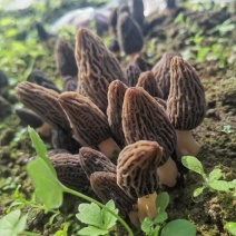 贵州高山生态羊肚菌