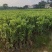 沉香树苗100cm-150公分一手货源基地直发