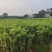 沉香树苗100cm-150公分一手货源基地直发