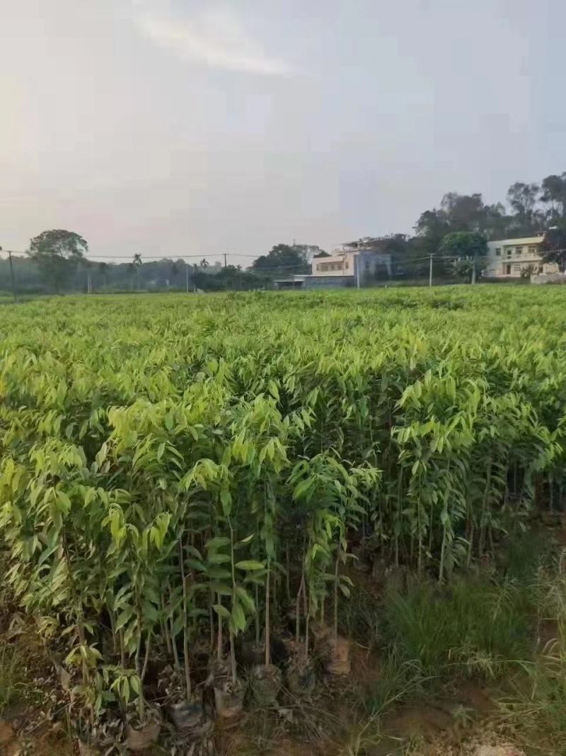 沉香树苗100cm-150公分一手货源基地直发