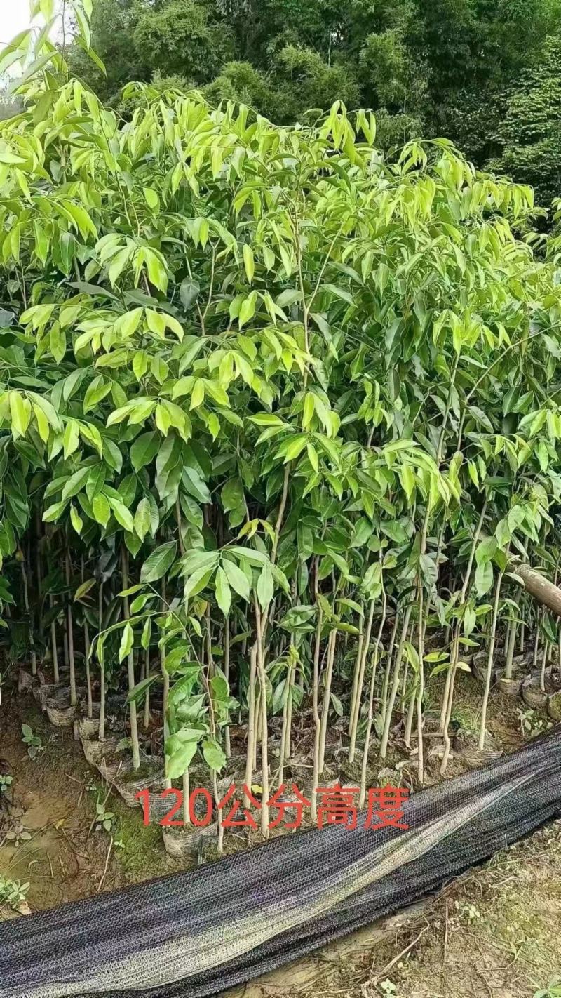 沉香树苗100cm-150公分一手货源基地直发