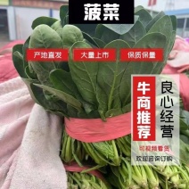 大叶菠菜邢台割根出货快手工好包装齐全一条龙服务