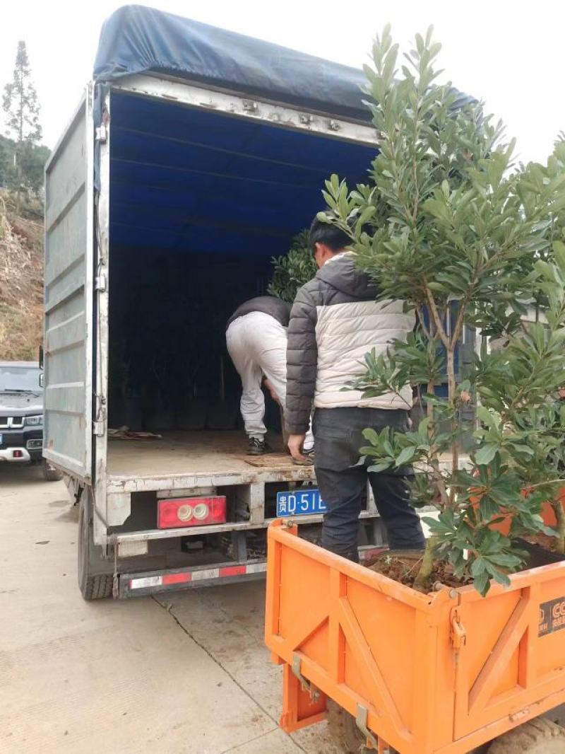 精品大营养杯杨梅树苗王子安海东魁杨梅三公分以上成活率高