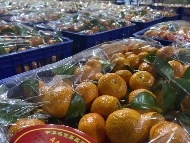 正宗广西沃柑，果甜汁多视频看货欢迎来电咨询
