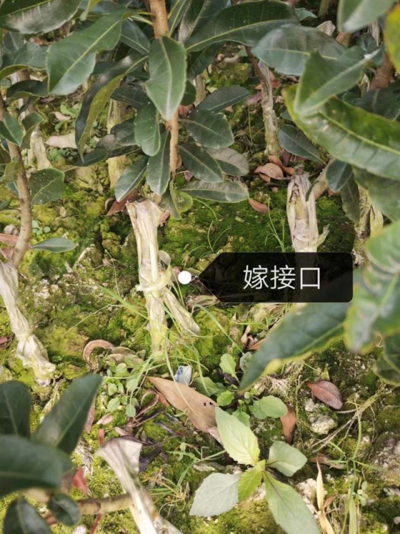 精品杨梅苗台梅王子安海，乌梅(荸荠）东魁杨梅，规格齐全