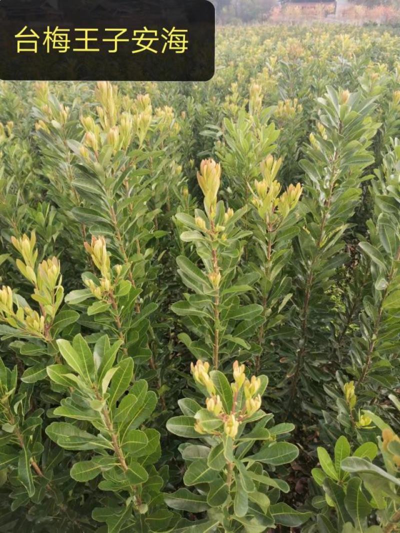 精品杨梅苗台梅王子安海，乌梅(荸荠）东魁杨梅，规格齐全